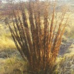 wpid-2011-11-16-09.12.54.jpg